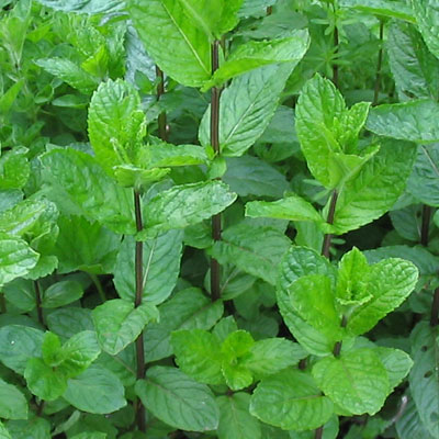 mentha